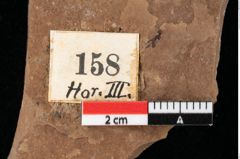 Foto (Detailansicht) von Glyptostrobus europaeus Brongniart (NHMW-GEO-2024-0188-0158)